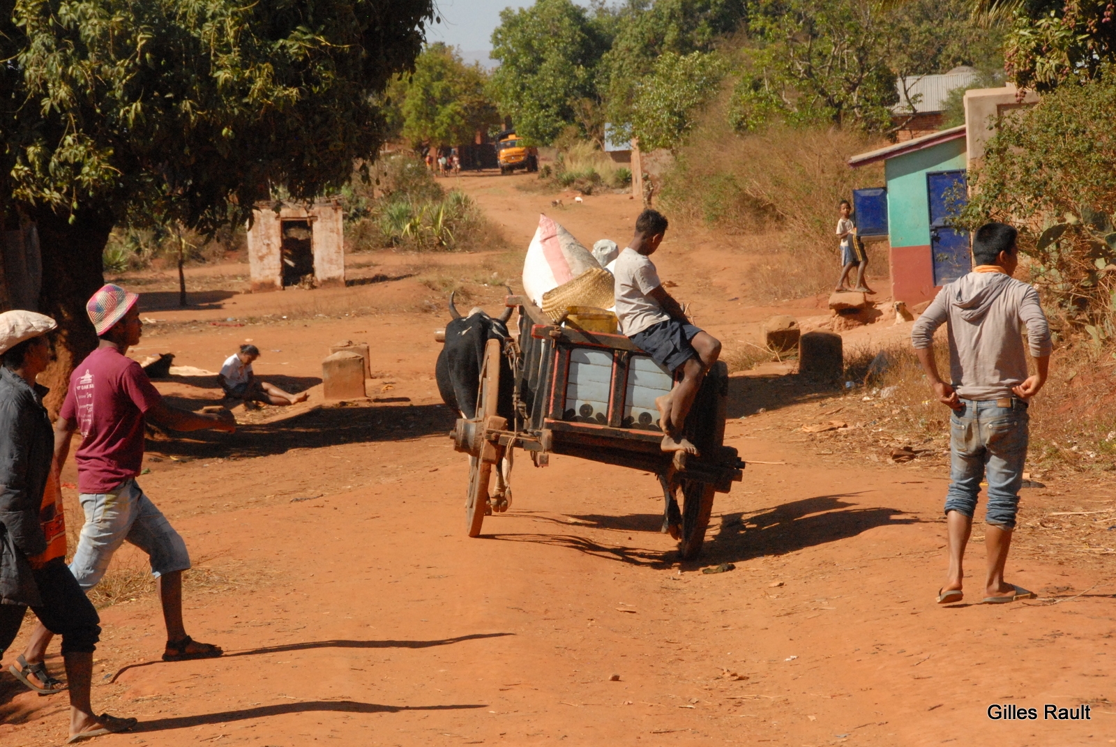 TRAVAIL ZEBU CHARETTE